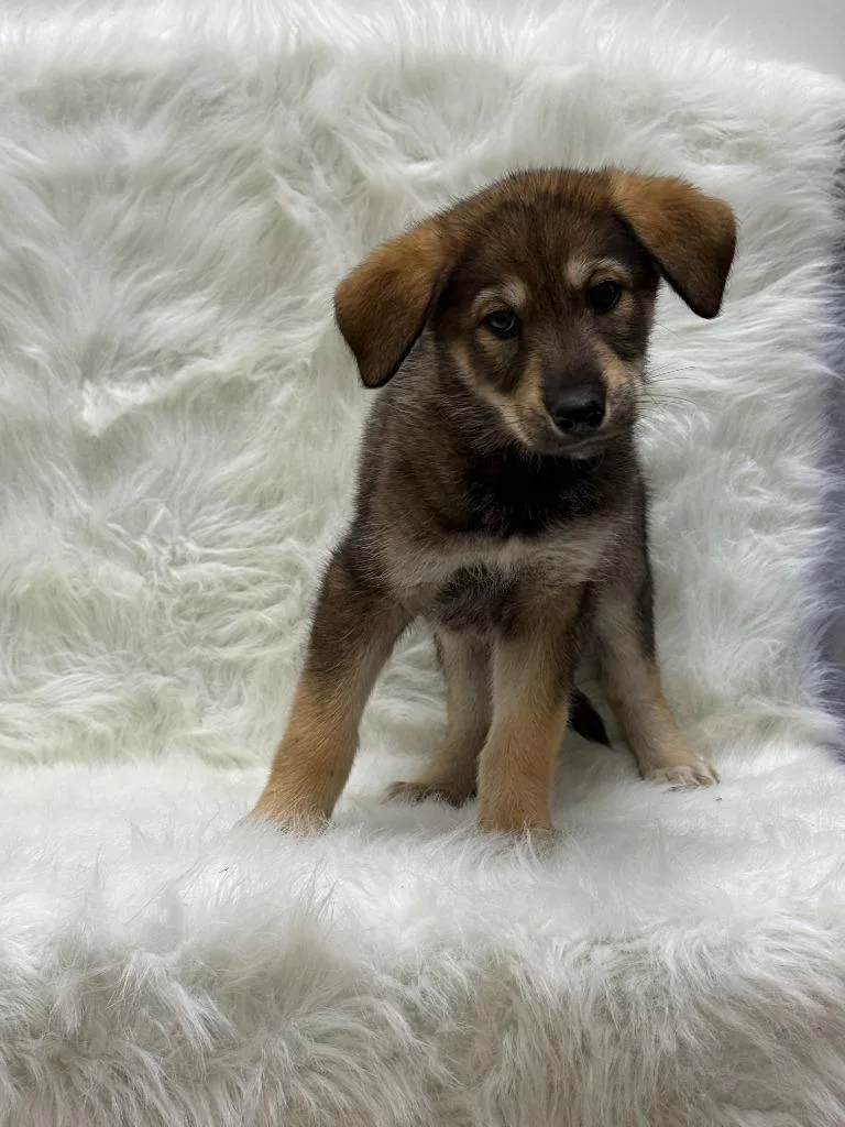 A baby large-sized female German Shepherd Dog dog named Tanya for adoption in Little Elm, TX