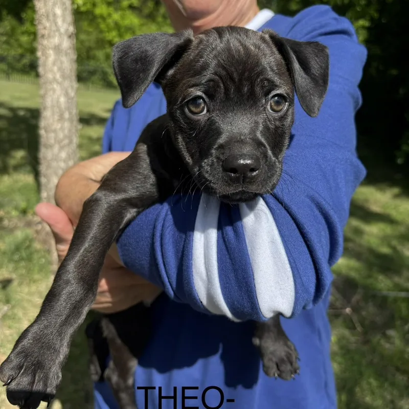 A baby medium-sized male Black Pit Bull Terrier dog named Theo for adoption in Brentwood, TN
