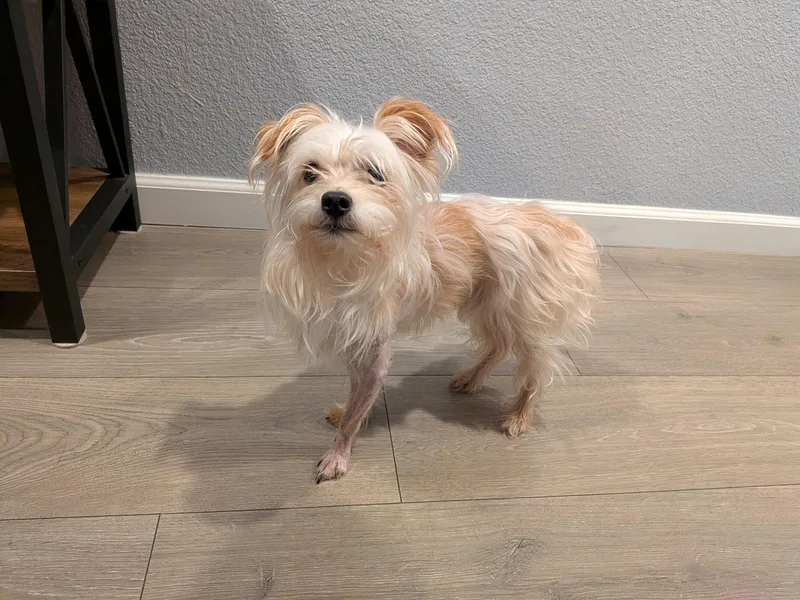 An adult small-sized male Apricot / Beige Yorkshire Terrier dog named Mochi for adoption in Penryn, CA