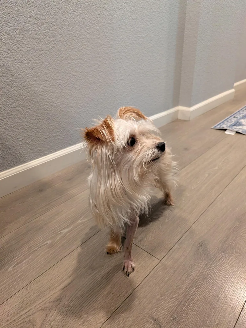Mochi thumbnail 2