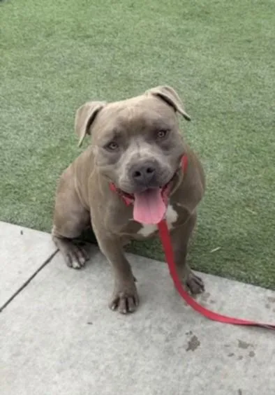 A young large-sized male Pit Bull Terrier dog named Tank for adoption in Los Angeles, CA