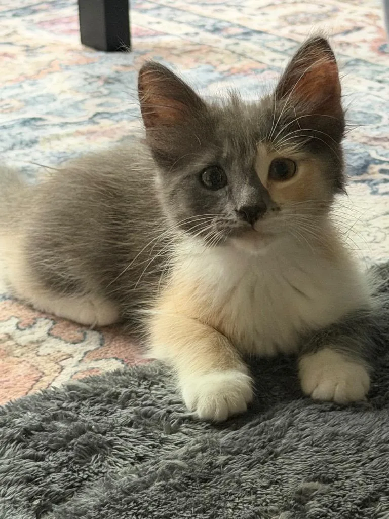 A baby medium-sized female Calico cat named Leia for adoption in San Antonio, TX