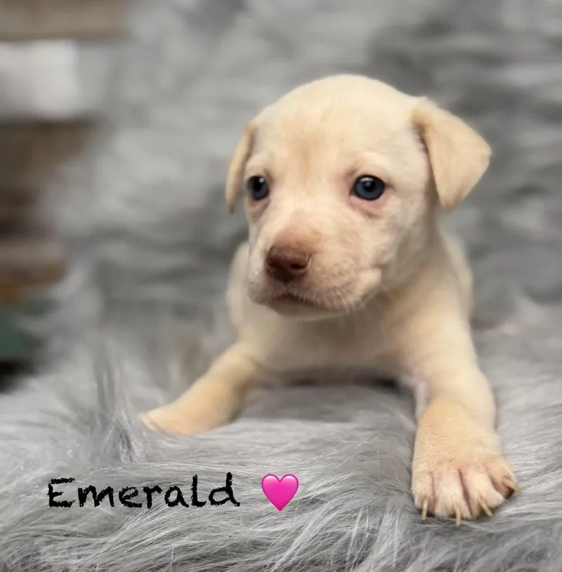 Emerald