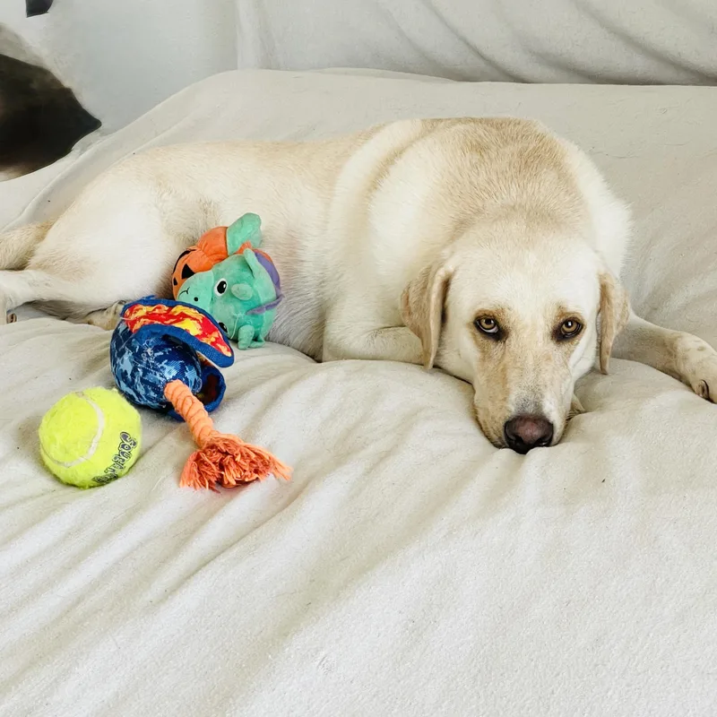 An adult large-sized female Yellow / Tan / Blond / Fawn Labrador Retriever dog named Darling Ruby for adoption in Burlington, NC