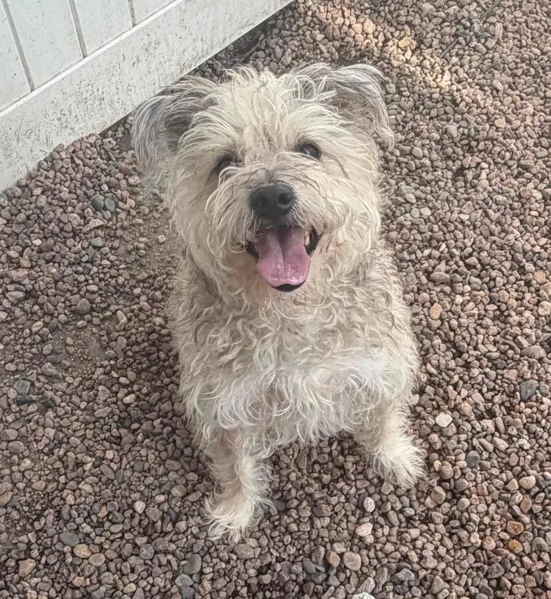 An adult medium-sized male Yellow / Tan / Blond / Fawn Wheaten Terrier dog named Gizmo for adoption in Columbus, NE