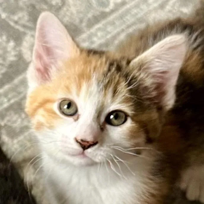Cadbury And Peeps thumbnail 4