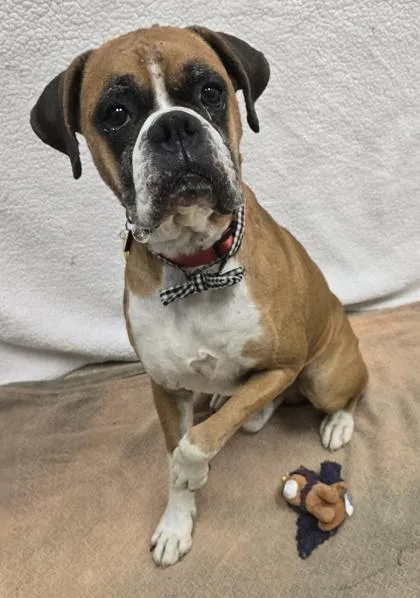 An adult large-sized male Tricolor (Brown, Black, & White) Boxer dog named Zeus for adoption in Hamilton, OH