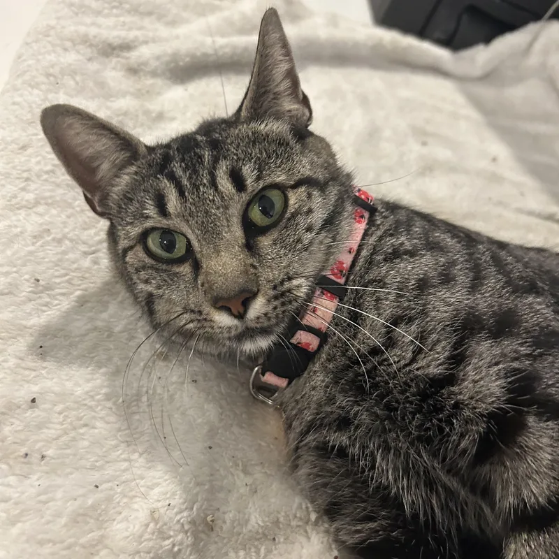 A young medium-sized female Tabby (Brown / Chocolate) Domestic Short Hair cat named Vanilla for adoption in Cranford, NJ