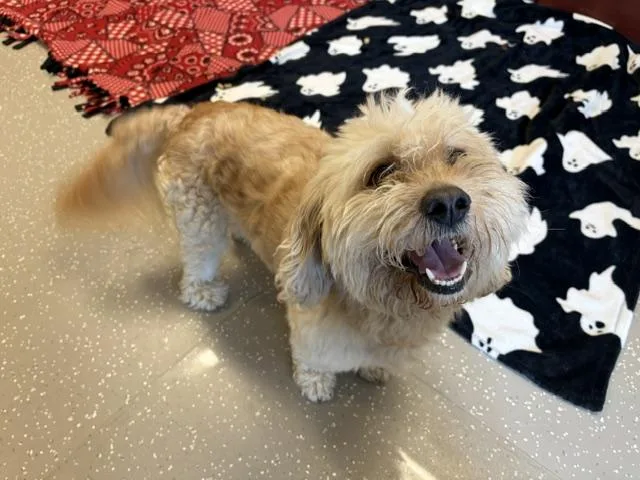 An adult medium-sized male Dandie Dinmont Terrier dog named Duddley Doughboy for adoption in Fort Wayne, IN