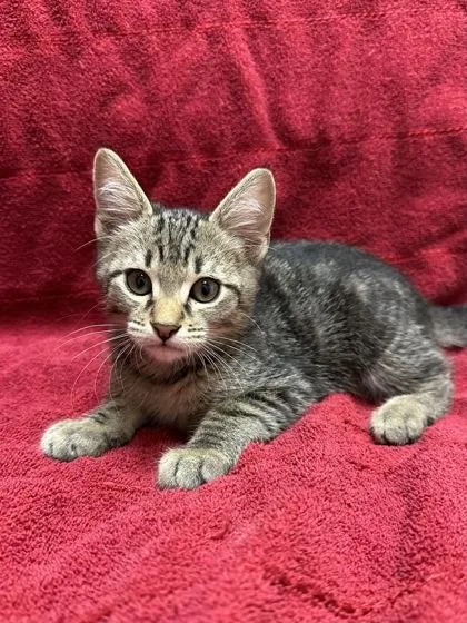 A young small-sized male Domestic Medium Hair cat named Tristan for adoption in Phoenix, AZ