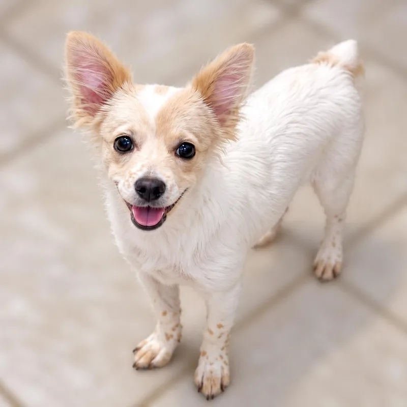 A baby small-sized female Chihuahua dog named Shell for adoption in Boerne, TX