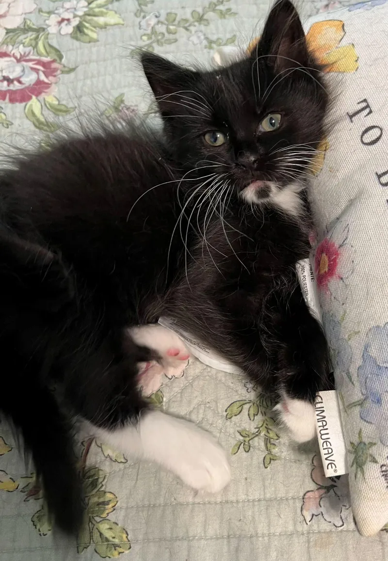 A baby medium-sized female Black Domestic Short Hair cat named Baby Boots for adoption in Lees Summit, MO
