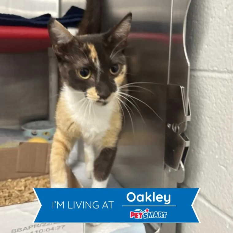 An adult medium-sized female Calico Domestic Short Hair cat named Praline for adoption in Cincinnati, OH