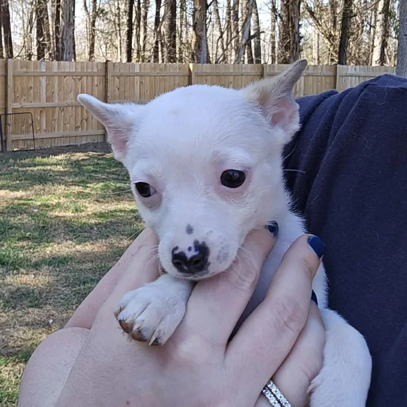 Caleb Furnell thumbnail 2