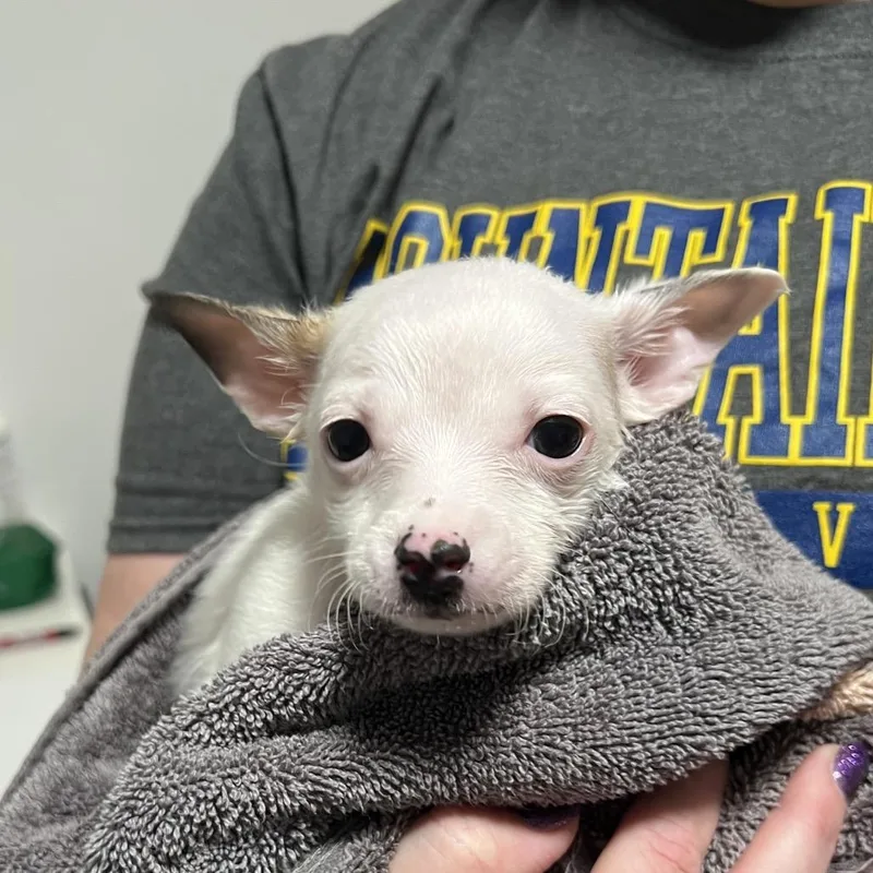 Caleb Furnell thumbnail 3