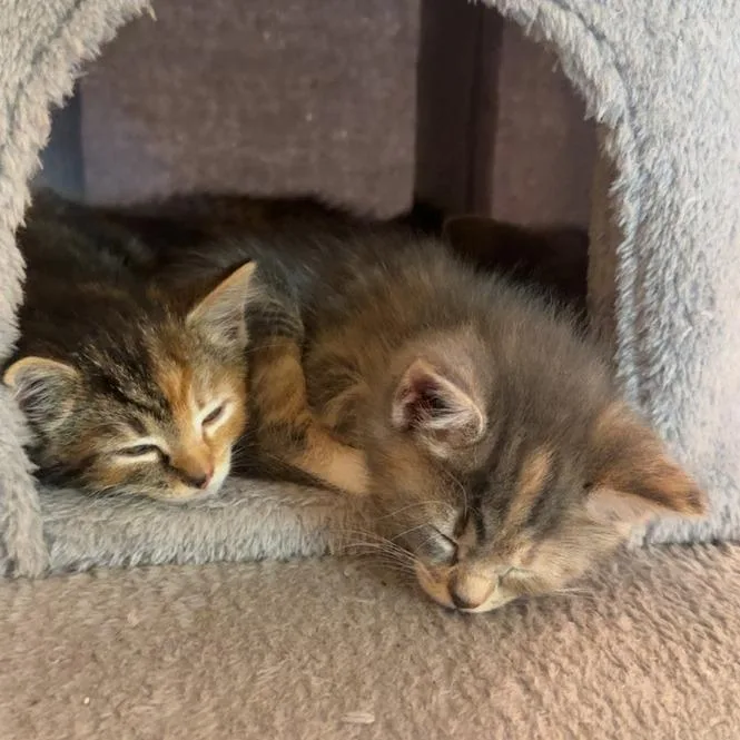 A baby small-sized female Tortoiseshell Domestic Short Hair cat named Cotton Candy for adoption in Charlotte, NC