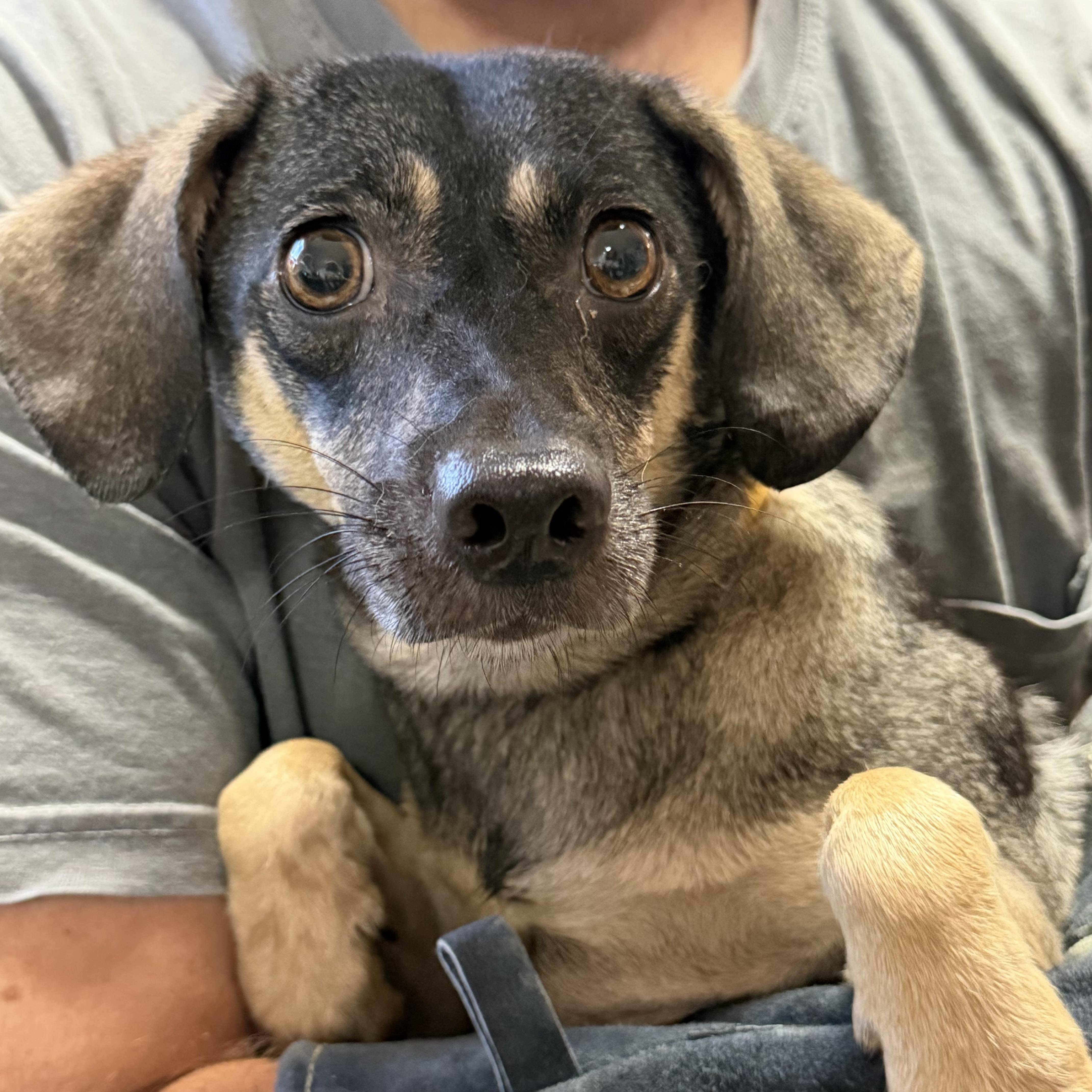 An adult small-sized female Mixed Breed dog named Gamgam for adoption in Columbia, SC