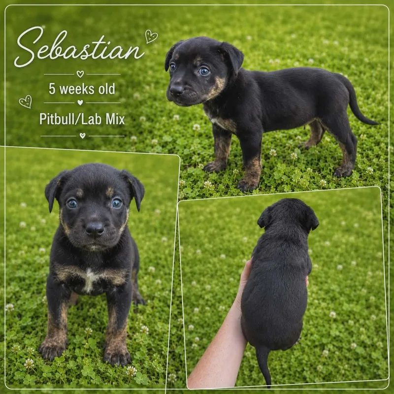 A baby large-sized male Tricolor (Brown, Black, & White) Pit Bull Terrier dog named Sebastian for adoption in Chickamauga, GA
