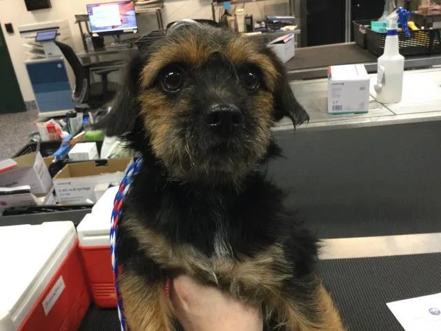 A young small-sized female Terrier dog named Coco for adoption in Thousand Palms, CA