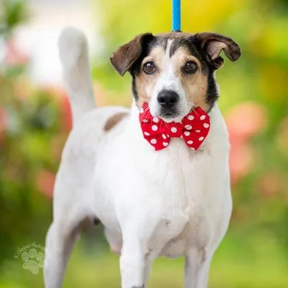 A senior medium-sized male Parson Russell Terrier dog named Max for adoption in Honolulu, HI
