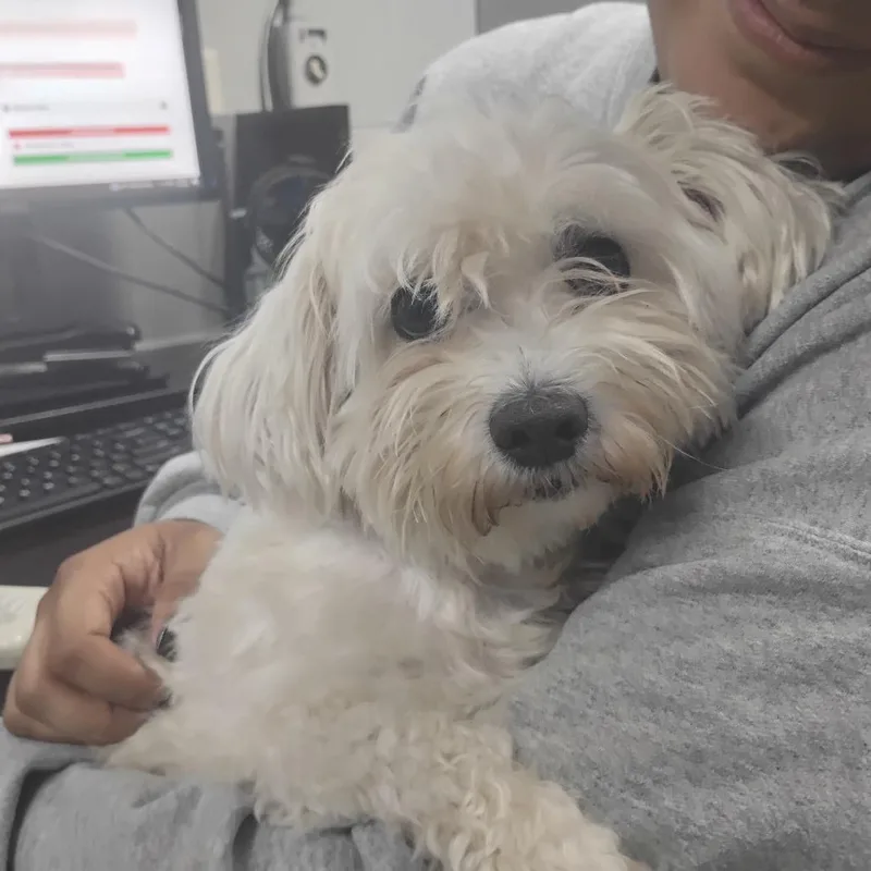 An adult small-sized male White / Cream Mixed Breed dog named Sanji for adoption in Summerville, SC