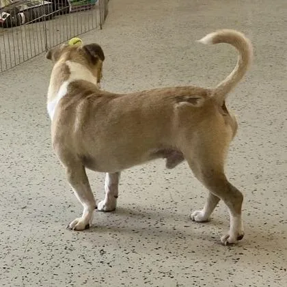 An adult small-sized male Yellow / Tan / Blond / Fawn Pug dog named Tobie for adoption in Erie, PA