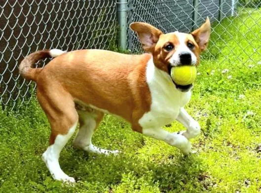 An adult large-sized male Labrador Retriever dog named Lyney for adoption in Cookeville, TN
