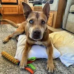 A young large-sized male Yellow / Tan / Blond / Fawn Shepherd dog named Ralphie for adoption in Green Valley, AZ
