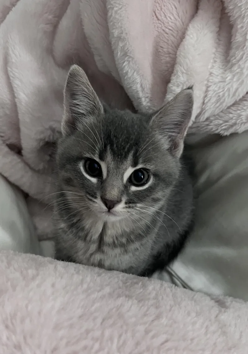 A baby small-sized female Domestic Short Hair cat named Opal for adoption in Lockport, IL