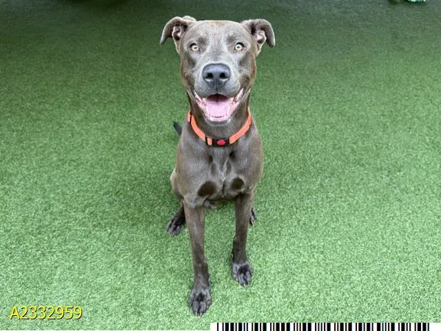 A young large-sized male Mixed Breed dog named Sarge for adoption in West Palm Beach, FL