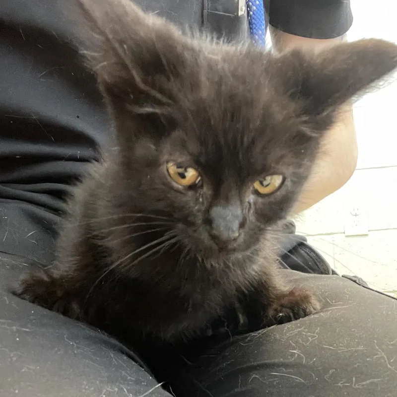 A baby small-sized male Black Domestic Short Hair cat named Jinu for adoption in Bristol, IN