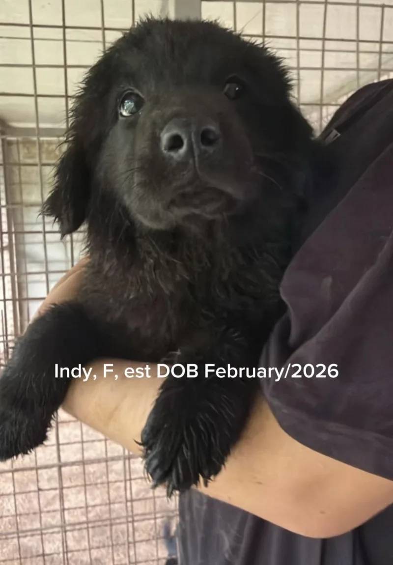 Indy