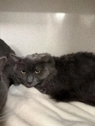 An adult small-sized male Domestic Short Hair cat named Scar Legend bonded pair for adoption in East Brookfield, MA