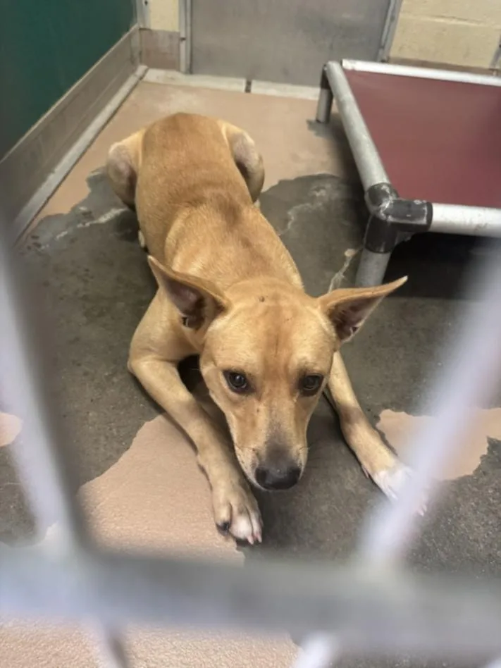 A young large-sized male Pit Bull Terrier dog named Rizz for adoption in Texas City, TX