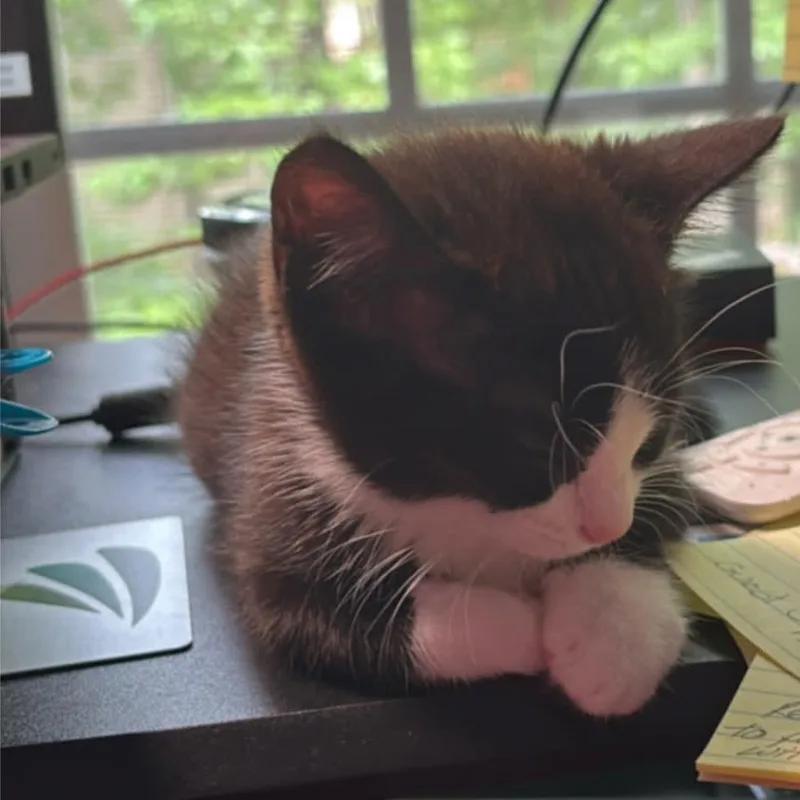 A baby small-sized female Black Domestic Short Hair cat named Melon for adoption in Fayetteville, GA