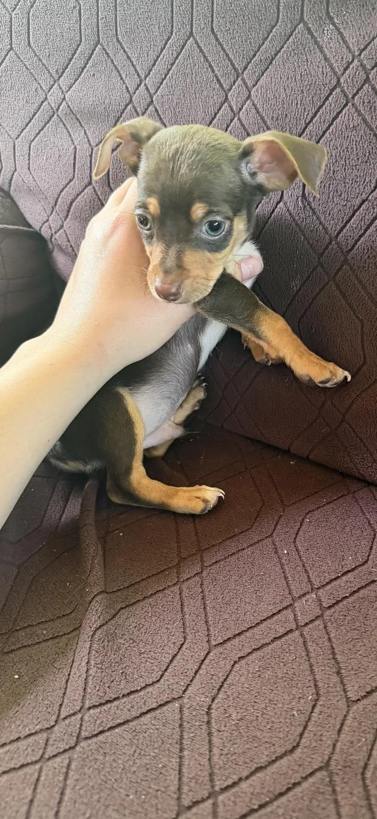 A baby small-sized male Brown / Chocolate Chihuahua dog named Scooby for adoption in toledo, OH