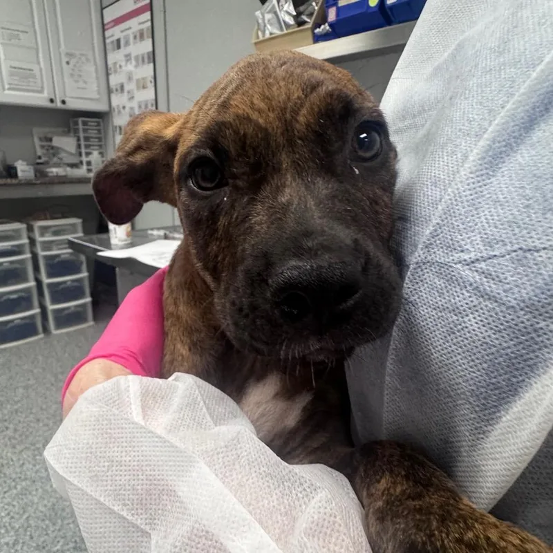 A baby small-sized female Black Boxer dog named Liberty for adoption in Greenville, SC