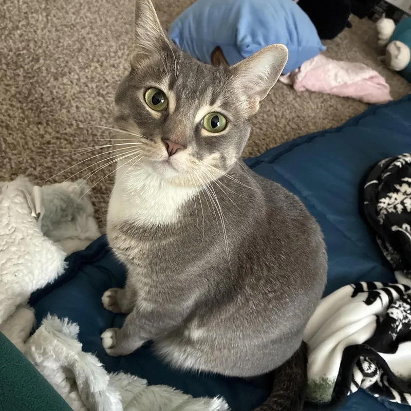 An adult large-sized female Gray & White Domestic Short Hair cat named Tulip for adoption in Fresno, CA