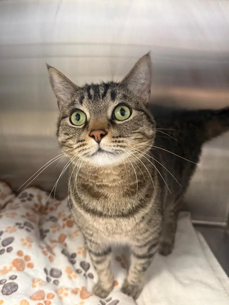 An adult medium-sized male Domestic Short Hair cat named Apollo for adoption in Heber City, UT