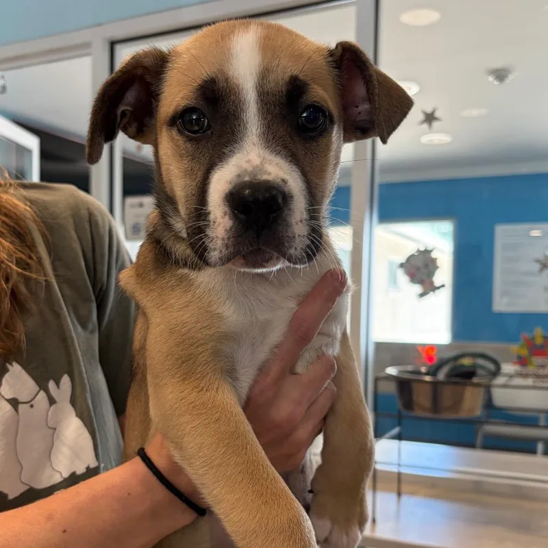 A baby large-sized female Brown / Chocolate German Shepherd Dog dog named Sophie for adoption in Chesapeake, VA