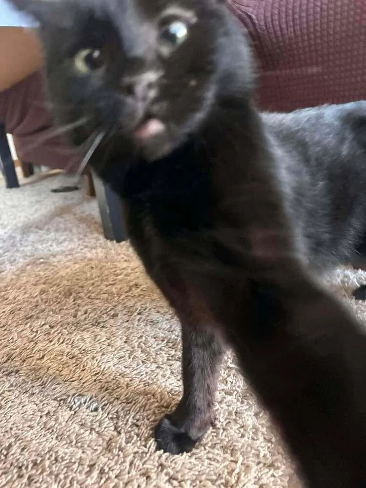 A baby small-sized female Domestic Short Hair cat named Fig for adoption in Chicago, IL