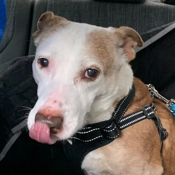 A senior medium-sized female Yellow / Tan / Blond / Fawn Pit Bull Terrier dog named Scout for adoption in East Hampton, NY