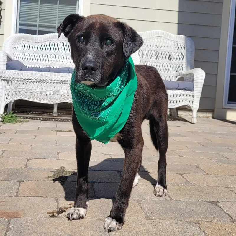An adult medium-sized male Black Mixed Breed dog named Stevie  Special Needs for adoption in Alexandria, VA