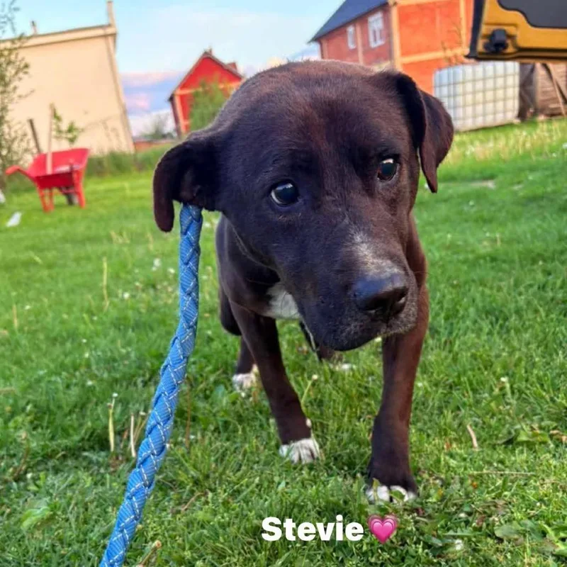 Stevie  Special Needs thumbnail 2