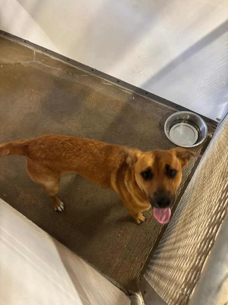 A young medium-sized male Black Mouth Cur dog named Mikie for adoption in Belton, TX