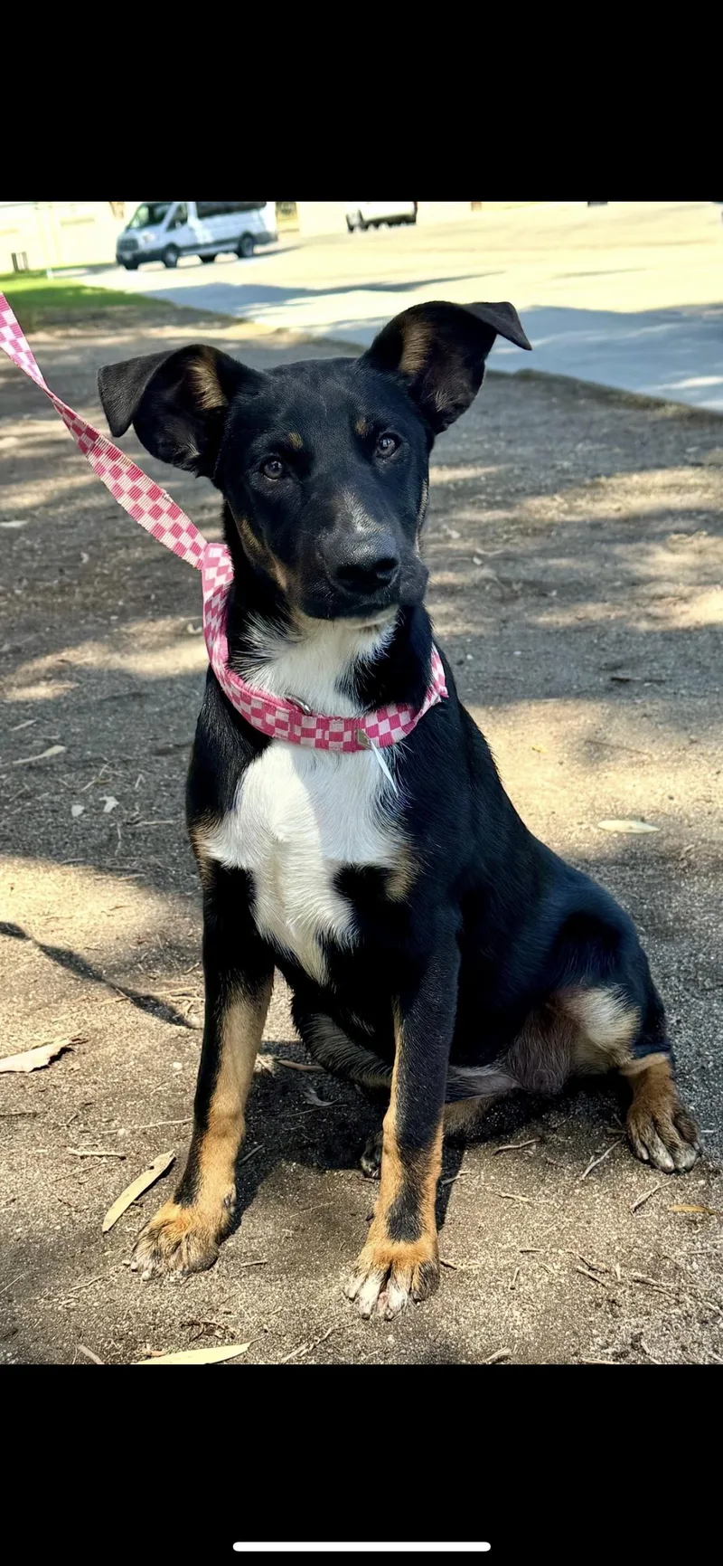 A young medium-sized female Border Collie dog named Summer for adoption in Hamden, CT