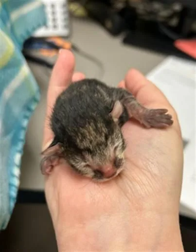 A baby small-sized male Domestic Short Hair cat named Moon for adoption in Olivette, MO