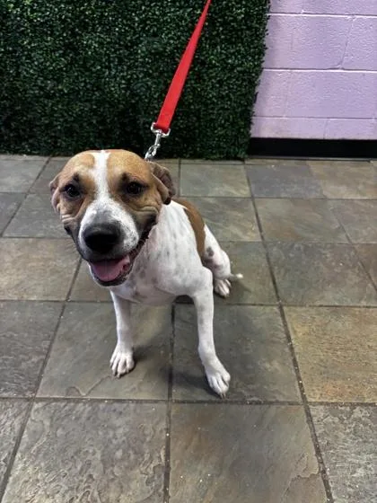 An adult medium-sized female Brown / Chocolate Mixed Breed dog named 61375350 for adoption in El Paso, TX