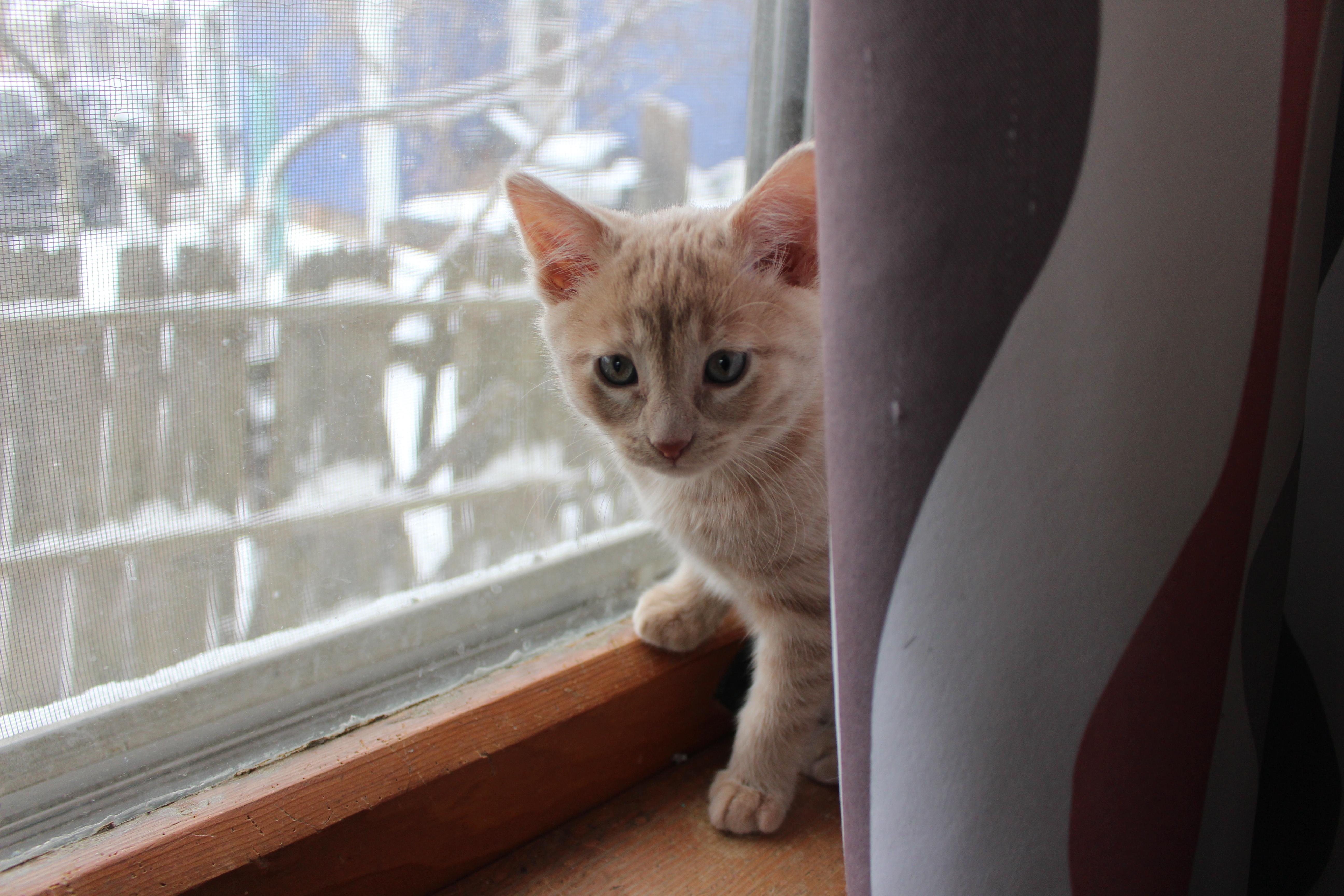 Catbernet thumbnail 2