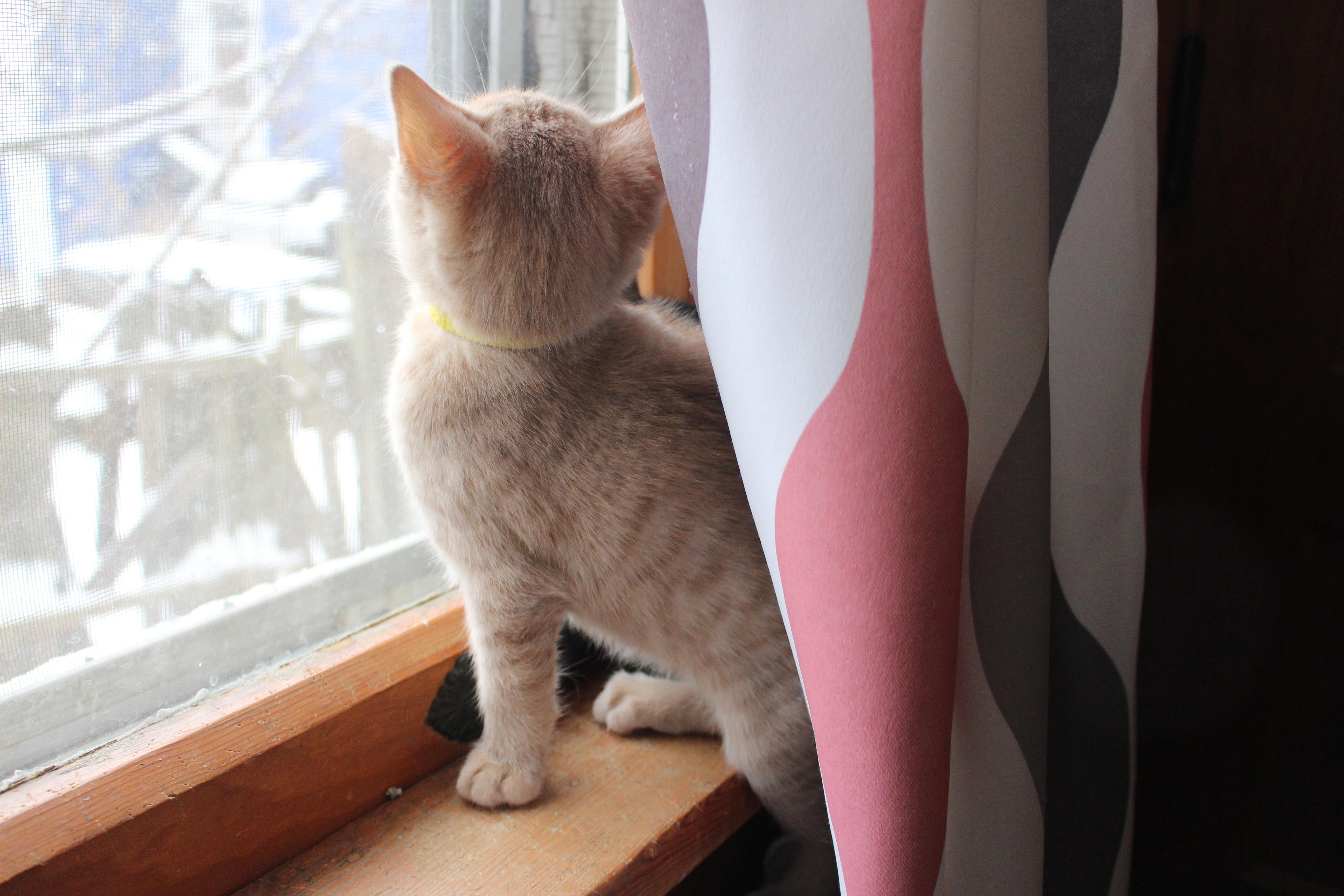 Catbernet thumbnail 4